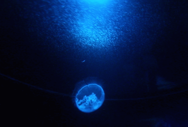 P3310091-Aquarium