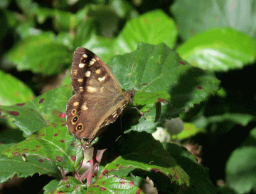 IMG_2828-Speckled-Wood