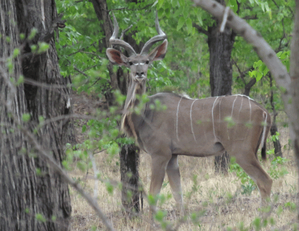 IMG_4473-Kudu
