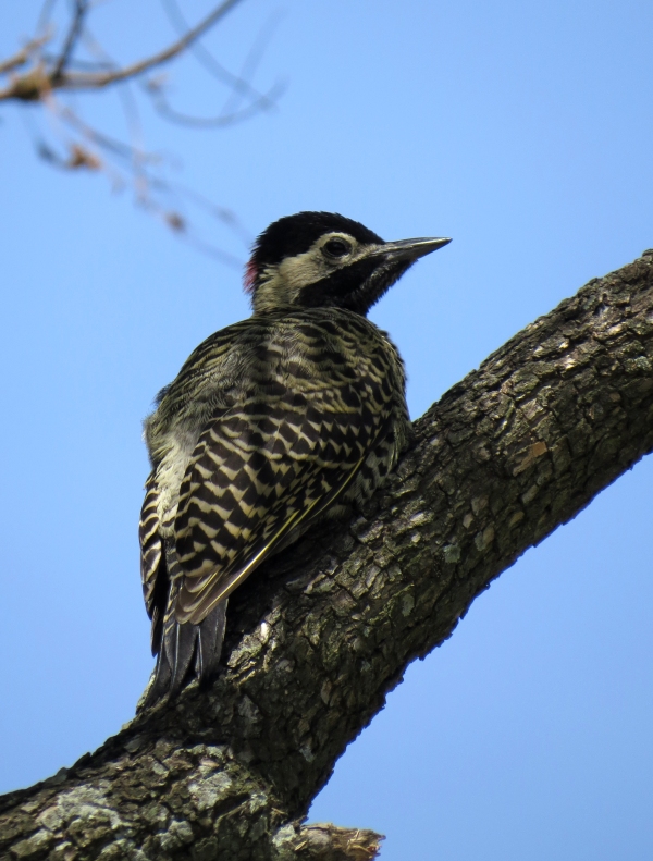 IMG_1997 Green-barred Woodpecker