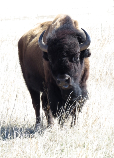 IMG_3892 bison