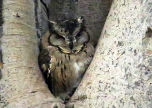 IMG_3045 Indian Scops Owl
