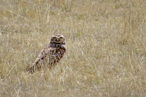 img_7272-burrowing-owl