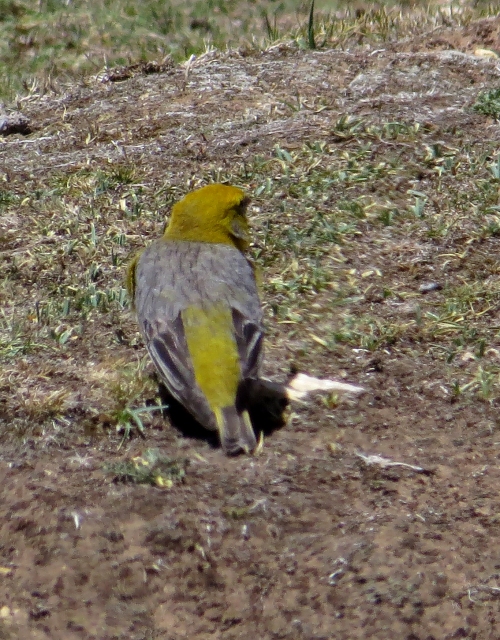 img_7667-bright-rumped-yellow-finch