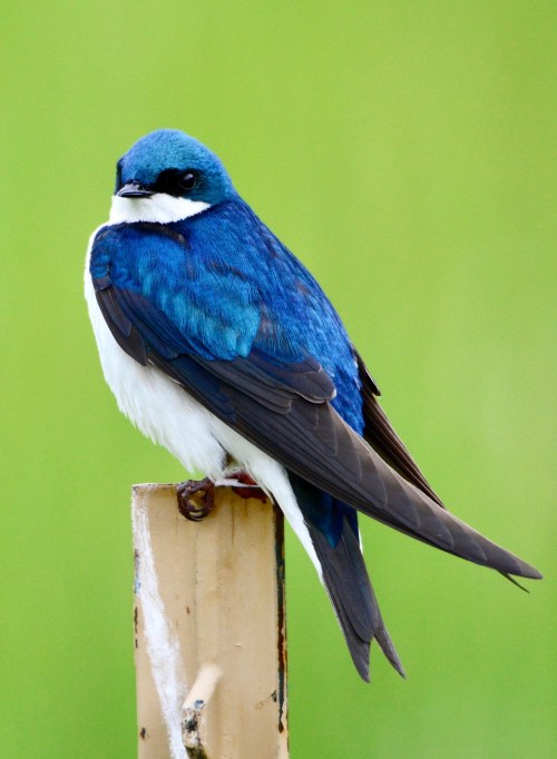 Tree_swallow_at_Stroud_Preserve